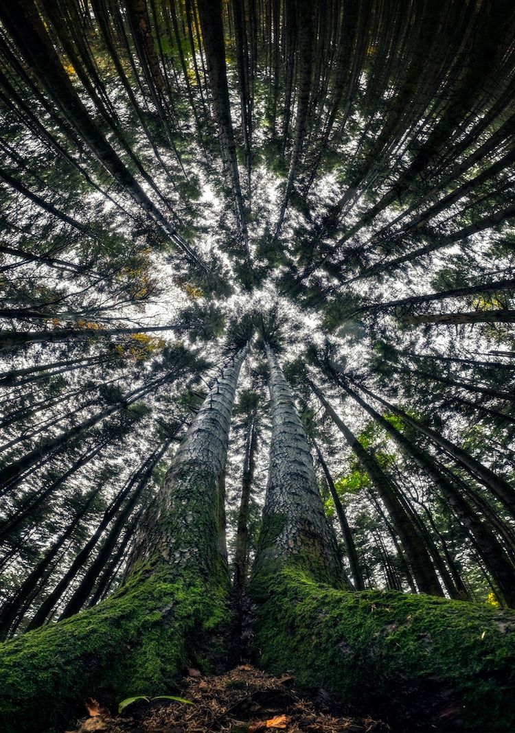 beautiful forest trees photo bottom view manuelo bececco
