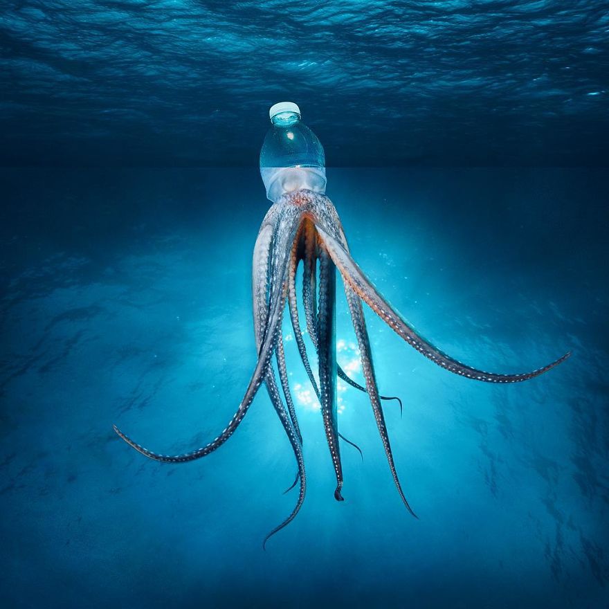 funny photoshopped octopus stephen mcmennamy