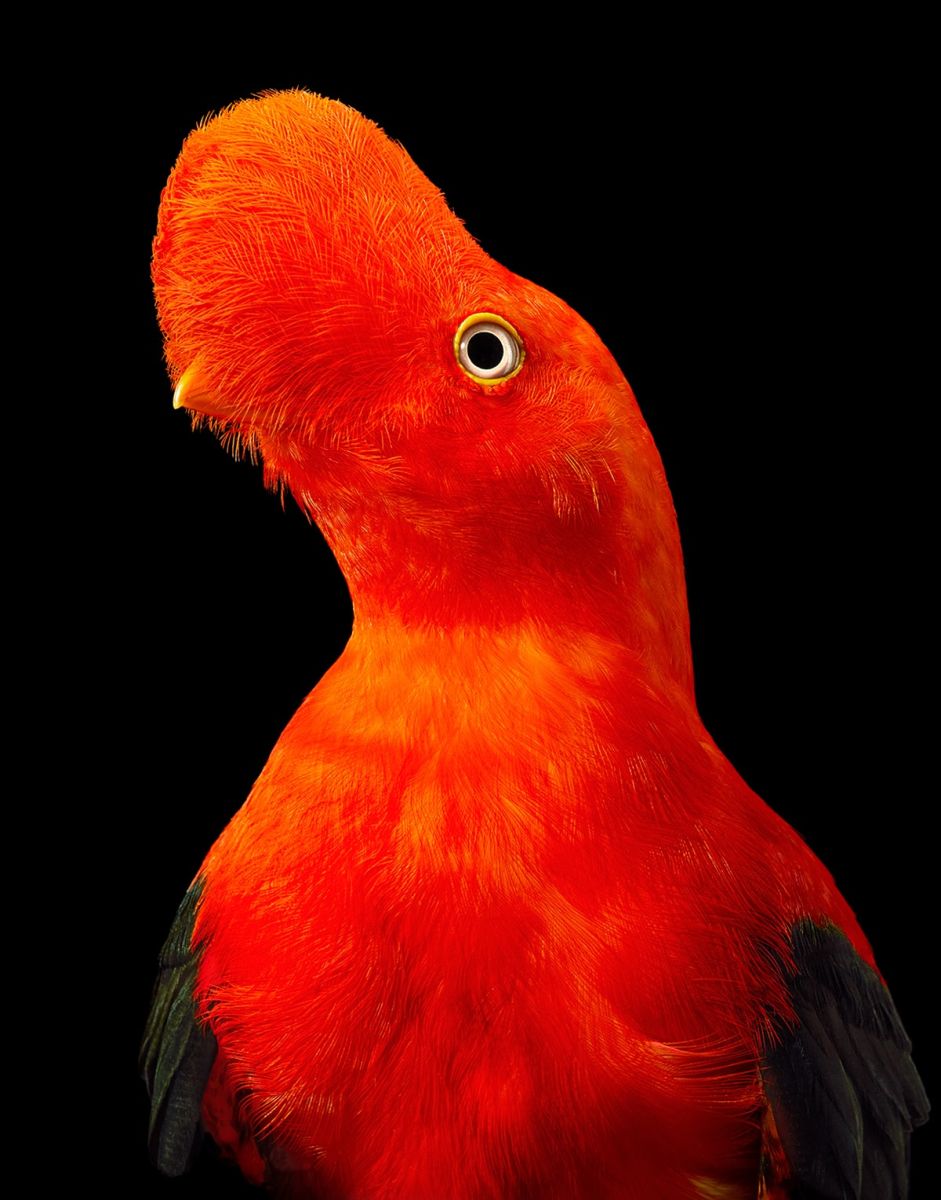 beautiful bird photography andean cock rock tim flach