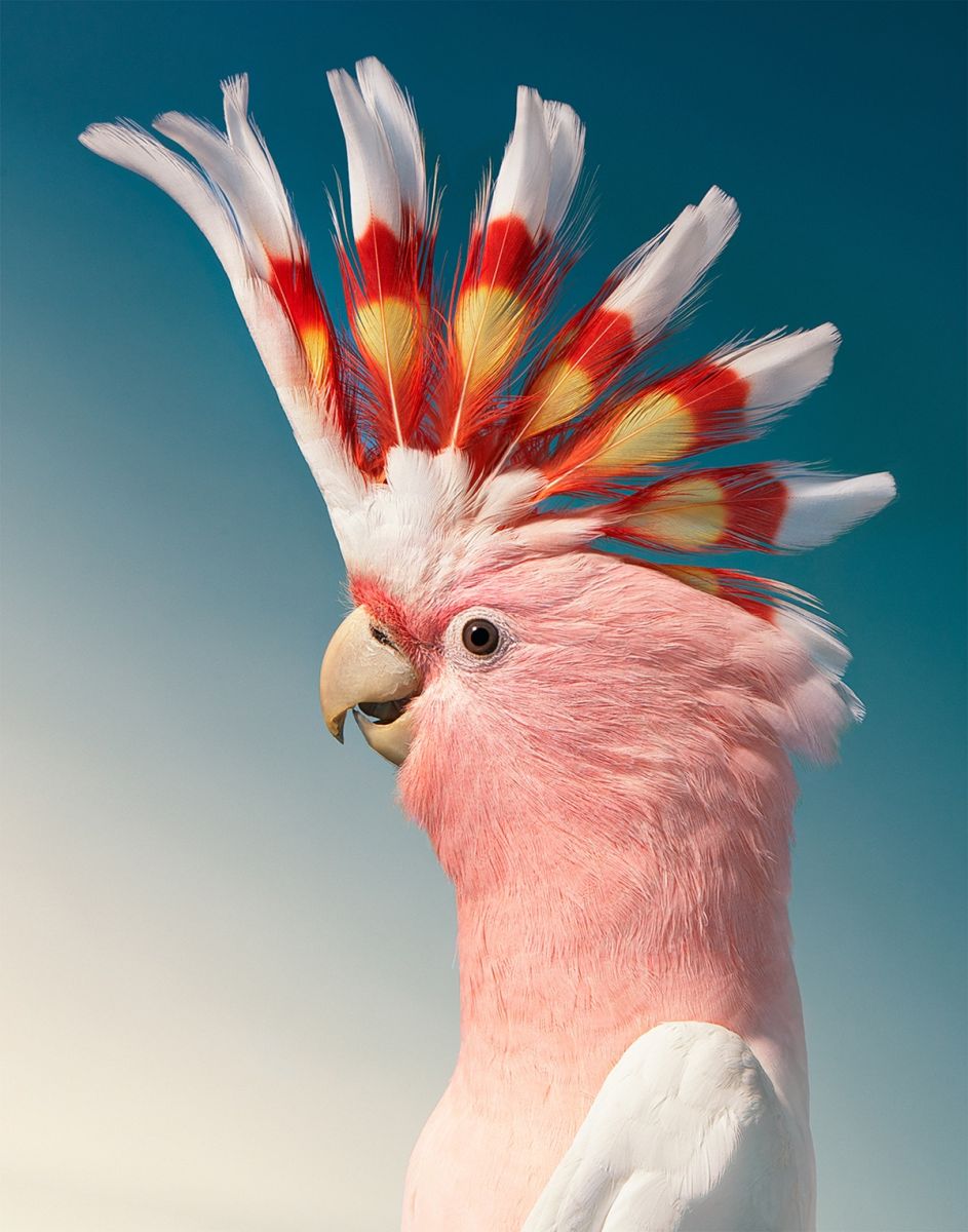endangered bird photography cockatoo tim flach