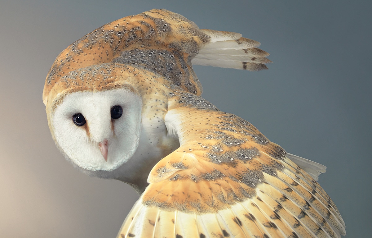 endangered bird photography barn owl tim flach